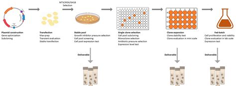 Stable Cell Line Development | BIO BENCH - BIO BENCH - YOUR RELIABLE ...