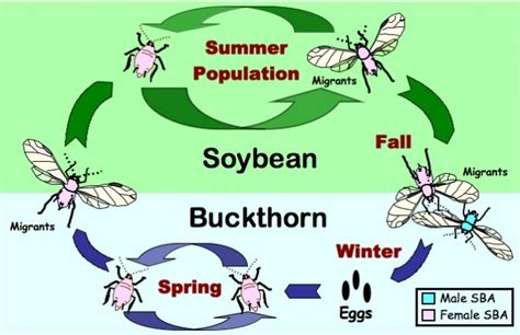 gw manis: Aphids Life Cycle