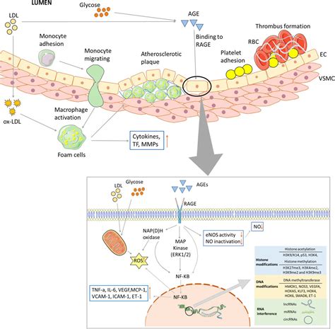 Frontiers The Mechanisms Of Glycolipid Metabolism Disorder On