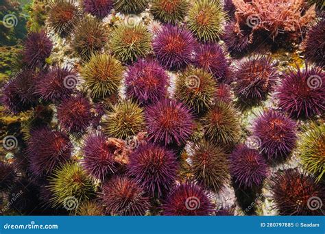 Sea Urchins Underwater Purple Sea Urchin Paracentrotus Lividus Stock