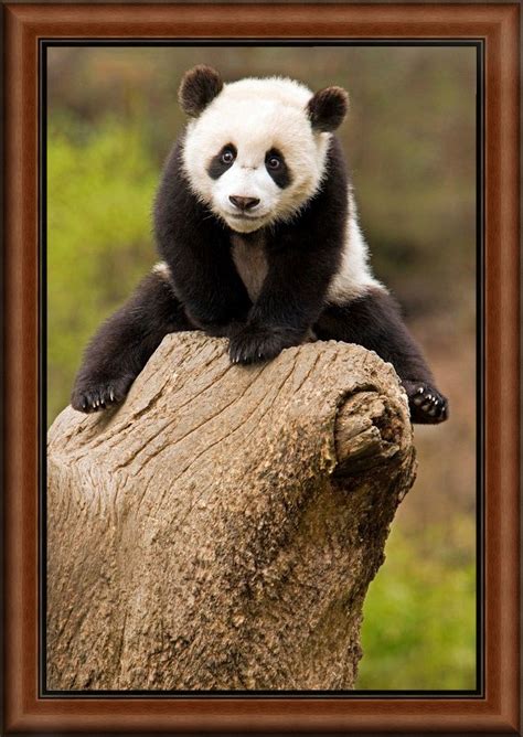 Wolong Panda Reserve China Baby Panda On Top Of Tree Stump Panda