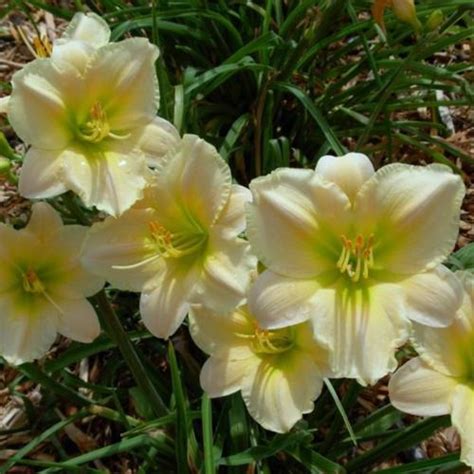 Daylily Hemerocallis Swiss Mint In The Daylilies Database