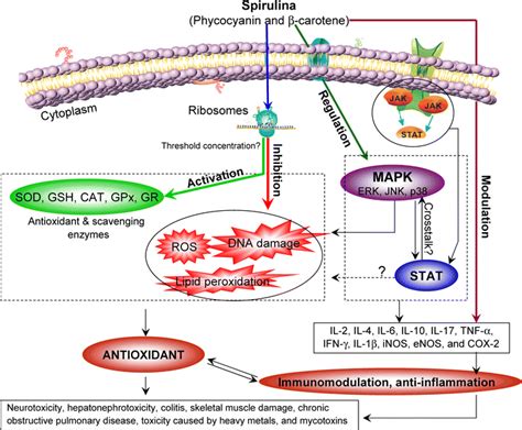 Proposed Mechanisms Underlying The Antioxidant Anti Inflammatory And