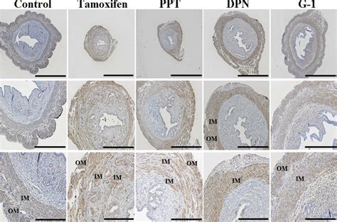 Representative Microphotographs Of Immunohistochemical Staining In