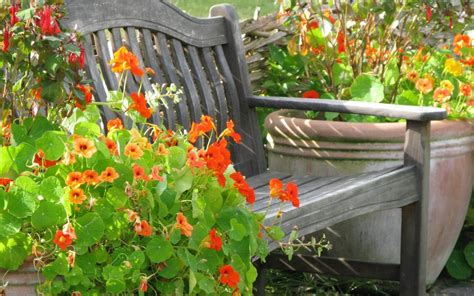 Image de Fleur: Bouquet De Fleurs Au Jardin Fleuri