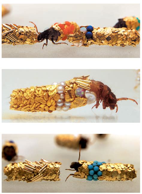 French Artist Gives Caddisfly Larvae Gold Jewels To Build Their