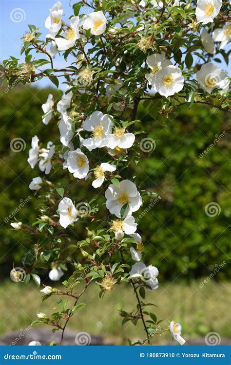 Rosa Laevigata Flowers Stock Photo Image Of Background 180873910