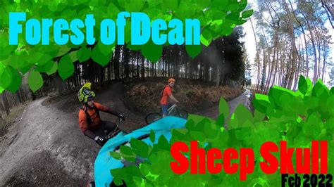 Forest Of Dean Sheep Skull Feb Youtube