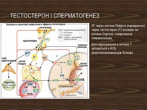 Статеві гормони. Гормони наднирників. Гормони щитовидної залози ...