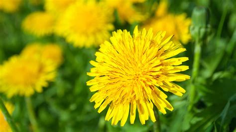 How To Get Rid Of Dandelions Bests Ways To Remove And Prevent 2025