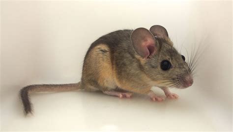 Woodrat: History, Facts, Size, Habitat, Classification & Much More - Animals Name