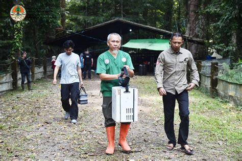 Berharap Keberhasilan Program Bayi Tabung Badak Sumatera Mongabay Co Id