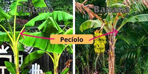 Diferencias entre una planta de Banana y una de Plátano Wiki Agronomia