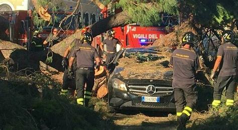 Roma Cade Un Pino A Due Passi Da Piazza Venezia Colpita Un Auto In