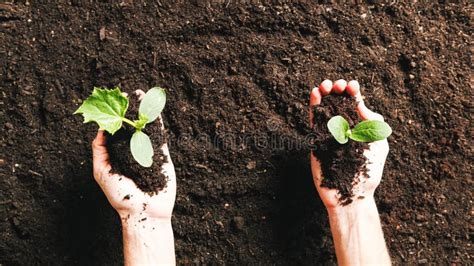 Hand Seeding Two Plants In The Garden Stock Image Image Of Green