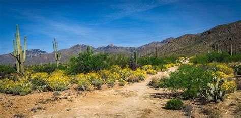 Trail in the Santa Catalina Mountains, AZ | Santa catalina, Country ...