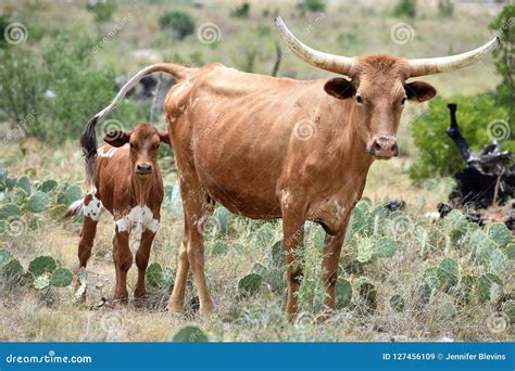 Texas Longhorn Cattle Portrait Stock Image - Image of bull, agriculture ...