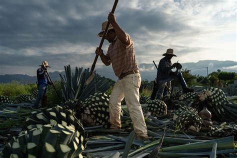 How Is Mezcal Made