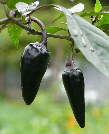 Capsicum Annuum Czechoslovakian Black Wikigardener Fandom Powered