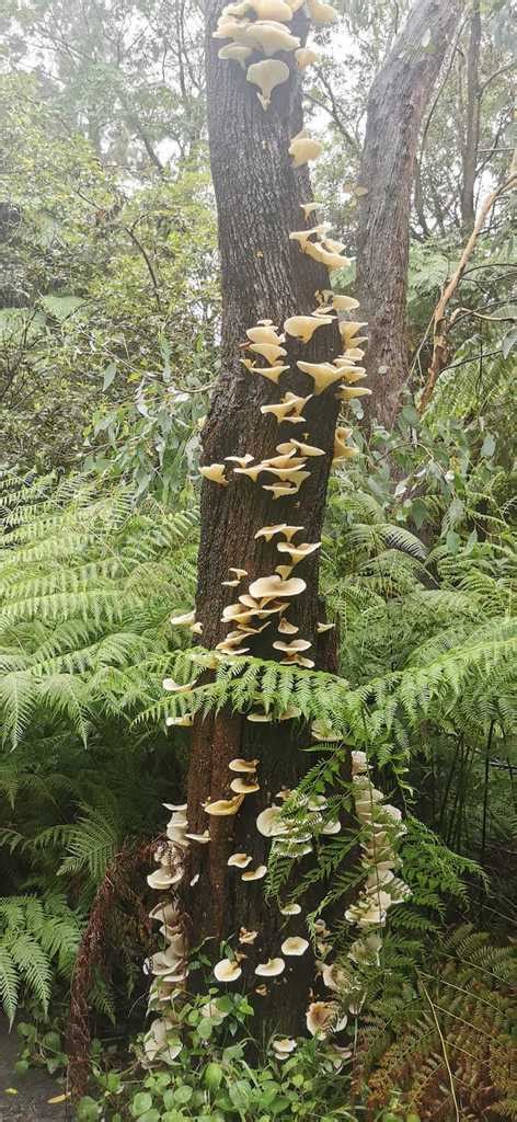 Ghost Fungus From Sydney NSW Australia On March 09 2022 At 09 17 PM