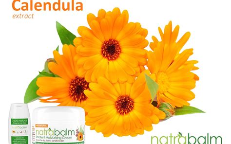 Ingredient Focus Calendula Extract And Its Health Benefits Natrabalm