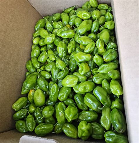 Green Habanero Peppers – Danlex Wholesale Foods