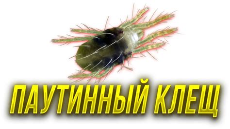 Паутинный клещ - профилактика и защита растений - YouTube