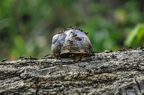 Insectos Características Generales Y Clasificación Ciencia Y Biología