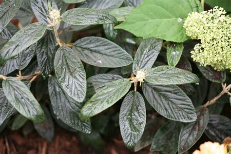 Emerald Envy® Lantanaphyllum Viburnum Viburnum X Rhytidophylloides