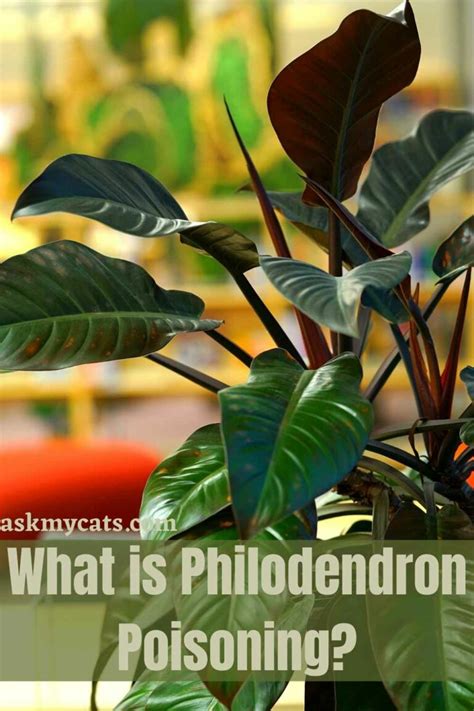 Are Philodendron Toxic To Cats How To Treat Philodendron Poisoning In Cats