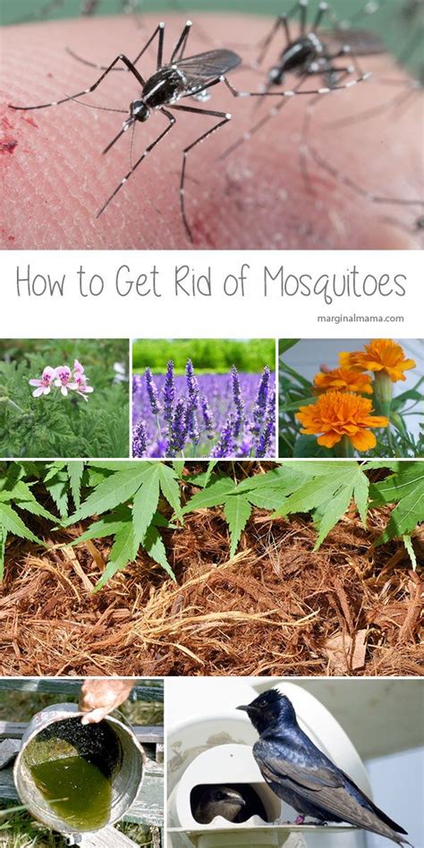 There Are Several Methods To Get Rid Of Mosquitoes In Your Yard Find