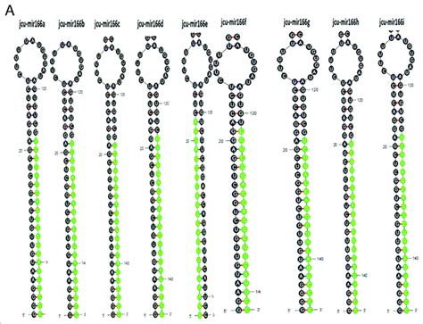 A Newly Identified MiRNAs In J Curcas Alongwith Mature And Precursor