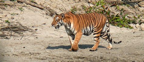 Tiger Tracking Tour Bardia National Park Royal Bengal Tiger Western