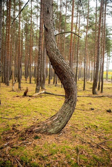 Rboles Torcidos En Un Bosque Torcido En Polonia Occidental Foto De