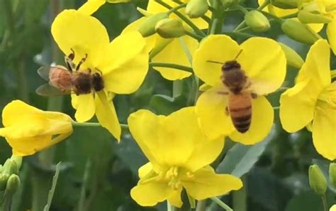 蜜蜂能飞多高 蜜蜂知识 酷蜜蜂