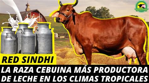 RED SINDHI La Raza Cebuina Más Productora De Leche En Los Climas