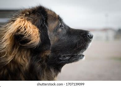 Female Leonberger Dog Outdoor Environment Stock Photo 1707139099 ...