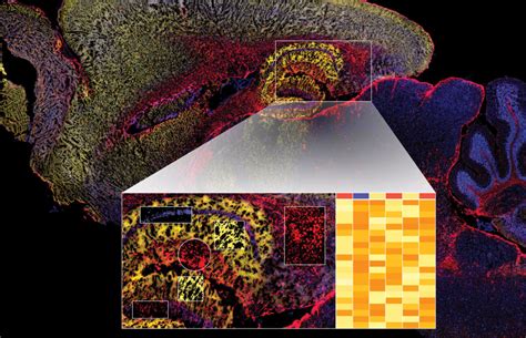 A Revolution In Spatial Biology The Geomx Whole Transcriptome Atlas