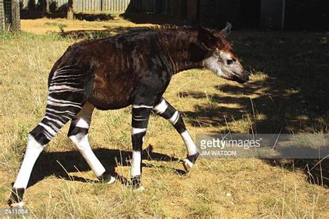 870 Okapi Stock Photos High Res Pictures And Images Getty Images