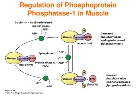 Ppt Chapter Glycogen Metabolism And Gluconeogenesis Powerpoint