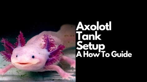 Axolotl Tank Keeping Guide: Everything You Need To Know, 56% OFF