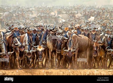 Wildebeest Face Hi Res Stock Photography And Images Alamy