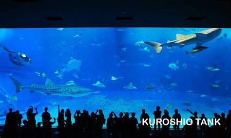 Churaumi Aquarium Travel Info - Easy Travel