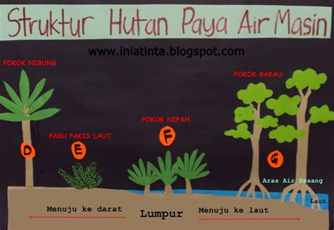 Kepentingan Hutan Paya Bakau Kelestarian Paya Bakau Pressreader