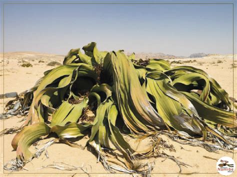 Planta Welwitschia Gigante Tômbua