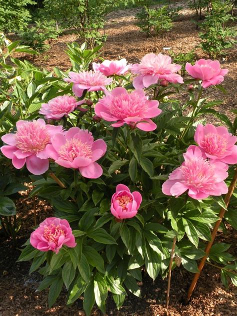 Peony Growth Habits A Peony For Every Place Cricket Hill Garden Garden Flower Beds Peonies