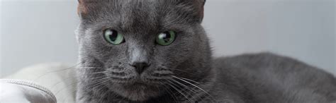 Russian Blue Traits Appearance General Character