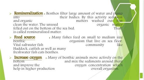 Benthos - types and their role in ecosystem