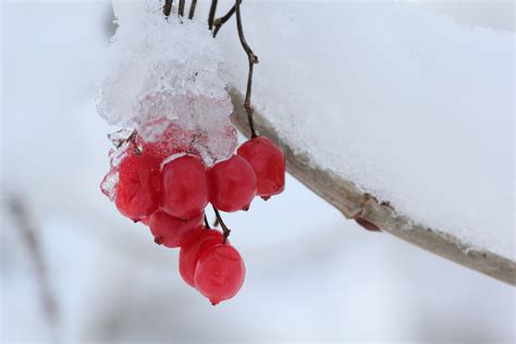 Free Images Nature Branch Blossom Snow Plant White Leaf Flower