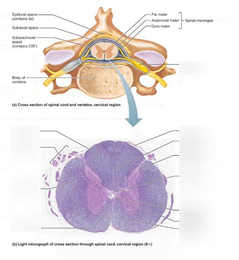 Diagram Of Cross Section Of Spinal Cord And Vertebra Cervical Region Quizlet